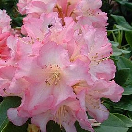 Rhododendron 'Caractacus' - at Loder Plants, RH13 6PP