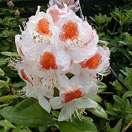 Rhododendron 'White Pearl' AM - at Loder Plants, RH13 6PP