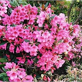 Rhododendron 'Dr H C Dresselhuys'