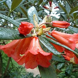 Rhododendron 'Caractacus' - at Loder Plants, RH13 6PP