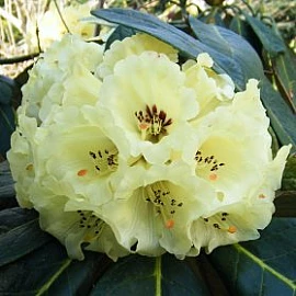 Rhododendron macabeanum - at Loder Plants, RH13 6PP