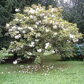wachstum thuja brabant Thuja occidentalis 'Brabant' Konifere (Lebensbaum) | 175-200 cm im Topf