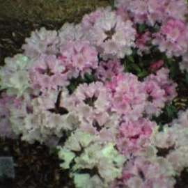 Rhododendron 'Dr H C Dresselhuys'