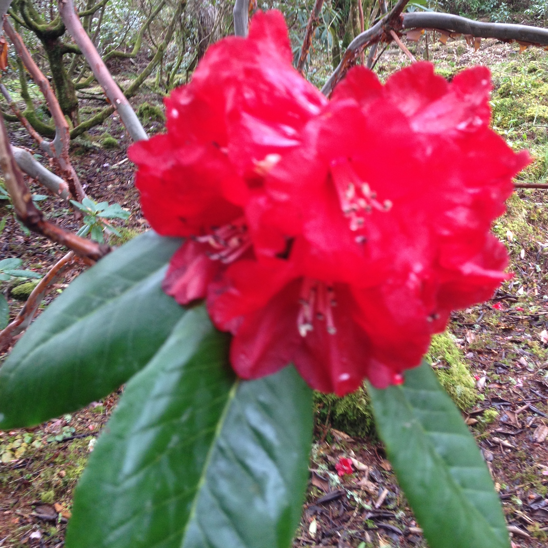 Rhododendron 'Shilsonii' - at Loder Plants, RH13 6PP
