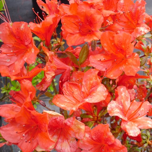 Azalea 'Scout'