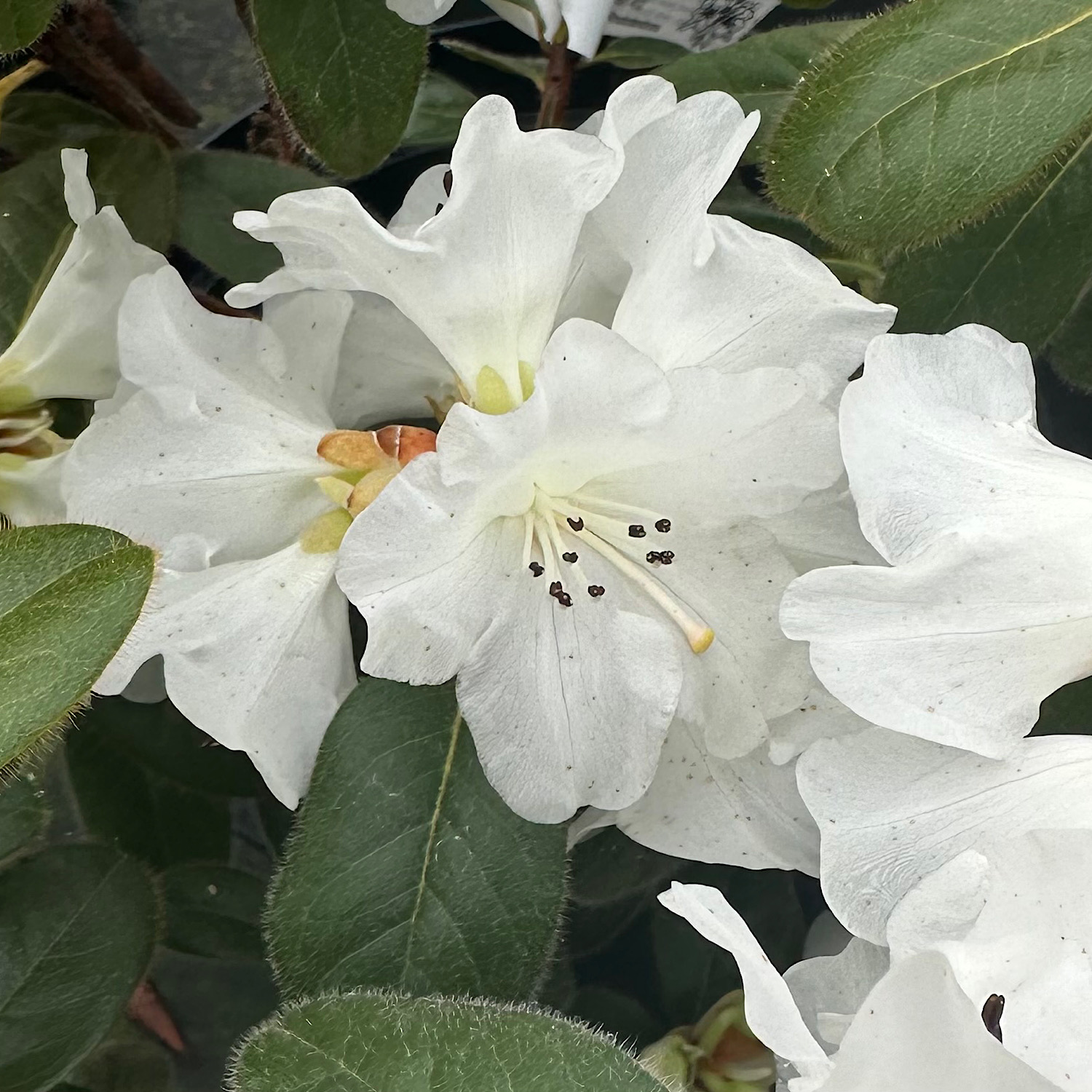 Rhododendron 'Snow Lady' - at Loder Plants, RH13 6PP