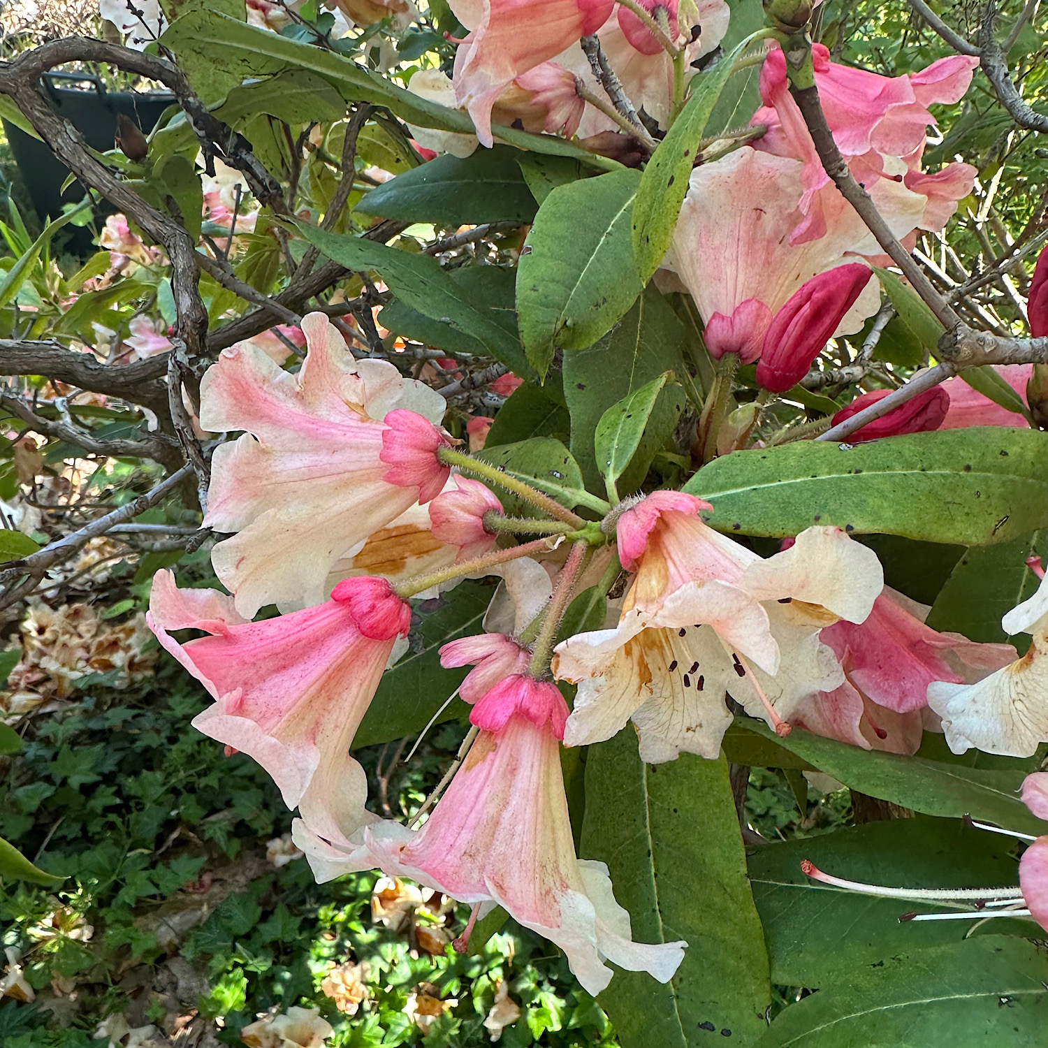 Rhododendron 'C.I.S.'