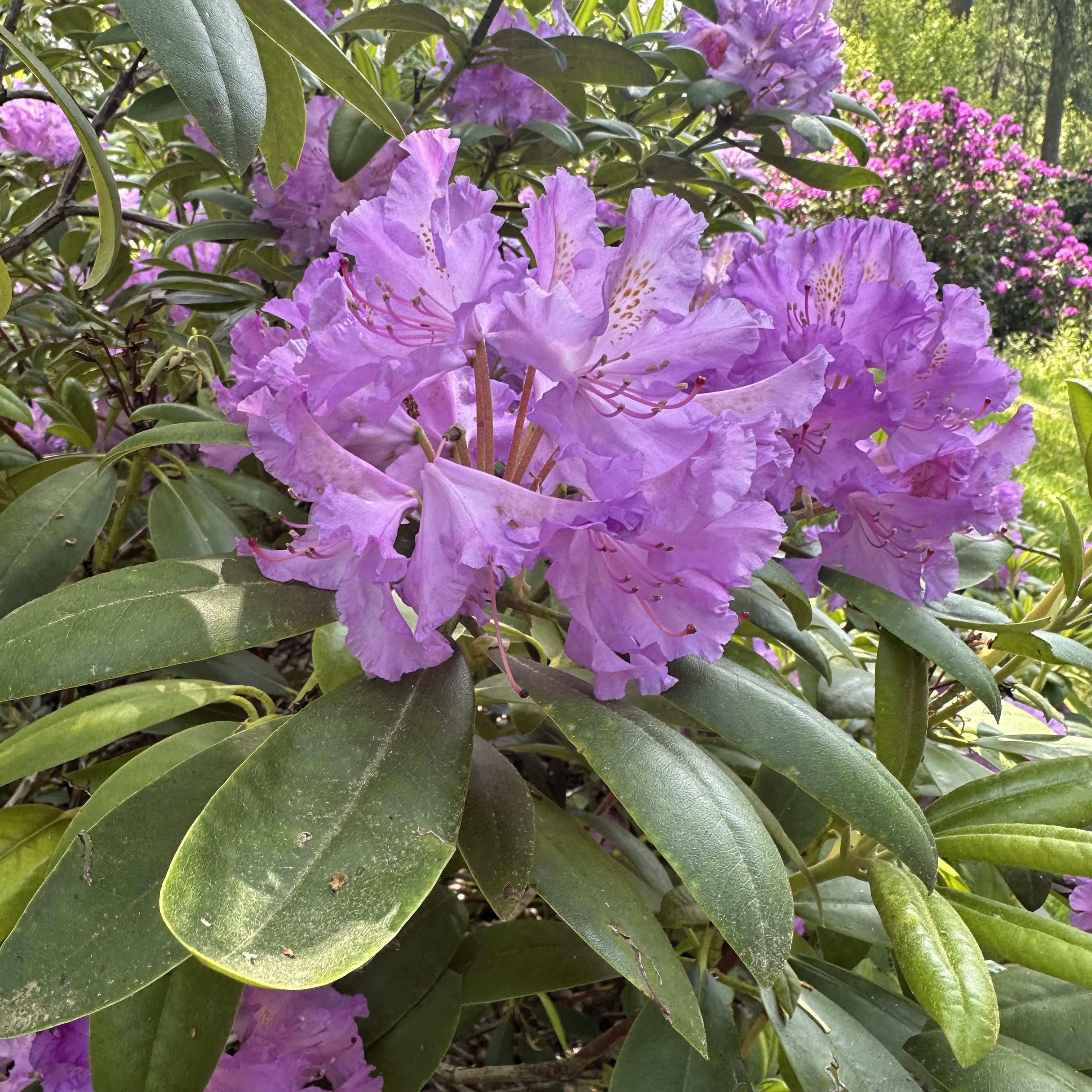 Rhododendron 'Everestianum' - at Loder Plants, RH13 6PP