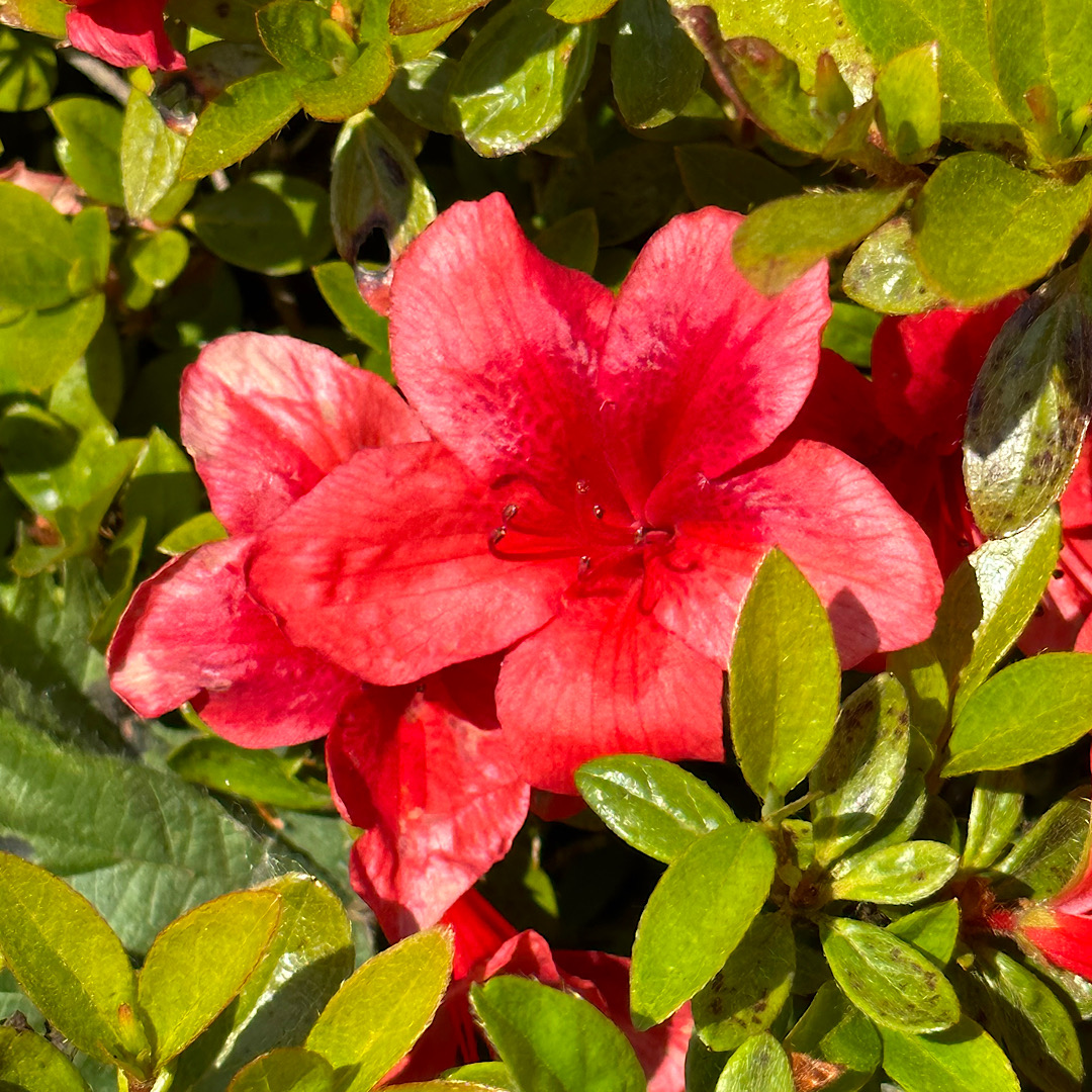 Azalea 'Bengal Fire'