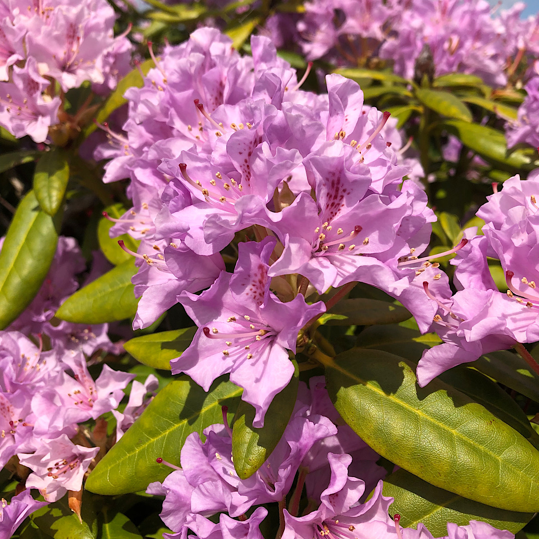 Lavender Rhodesian Rhododendron 'Lavender Queen' - at Loder Plants, RH13 6PP