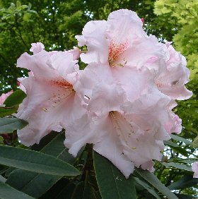Rhododendron 'Angelo' FCC - at Loder Plants, RH13 6PP