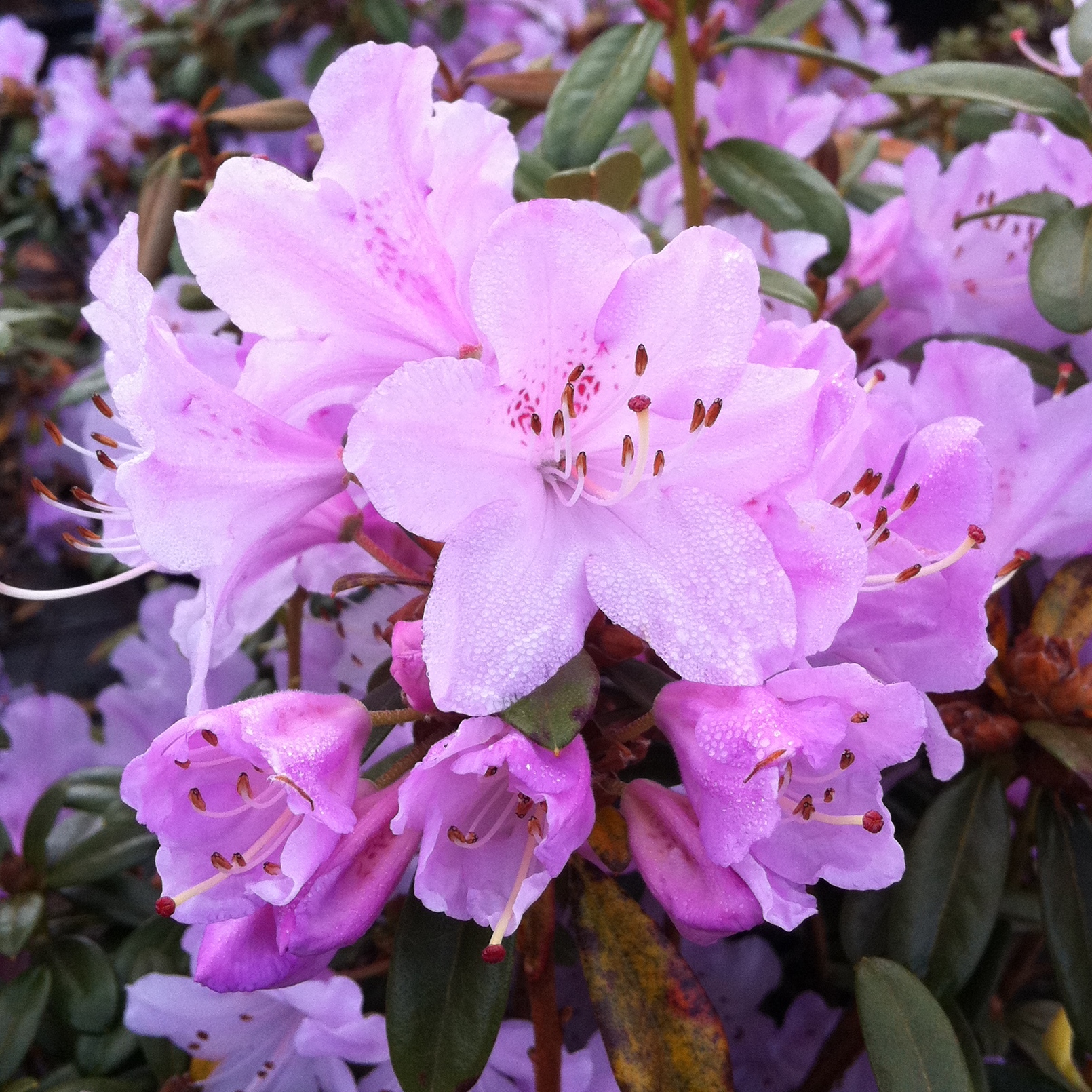 Lilac Rhododendron Rhododendron 'Lilactina' - at Loder Plants, RH13 6PP