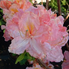 Azalea 'Strawberry Ice' - at Loder Plants, RH13 6PP