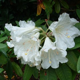 Rhododendron 'Polar Bear' - at Loder Plants, RH13 6PP