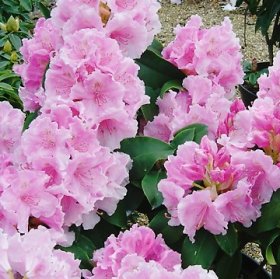 Rhododendron 'Pink Pearl' - at Loder Plants, RH13 6PP